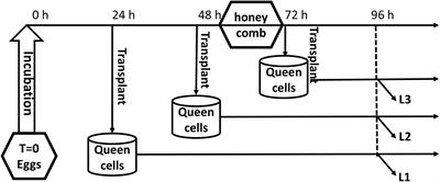 Uncovering the Changing Gene Expression Profile of Honeybee (Apis mellifera) Worker Larvae Transplanted to Queen Cells